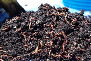 09-even-wormier-soil